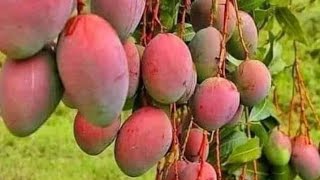 Different types of mangoes in Pakistan