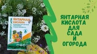 Янтарная кислота для сада и огорода