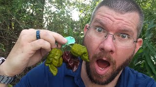 EATING 3 CRAZY HOT PODS from subscriber Steve!!! 🥵