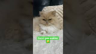 عاد فاق من النوم 😻Gucci