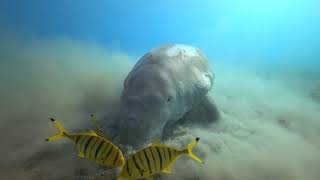 The Three Corners Equinox Beach - Diving - Dugong / Seekuh