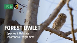 Forest Owlet - Species & Habitats Awareness Programme