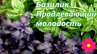 Базилик. Продлевающий молодость