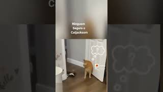 Ninguém segura esse gato