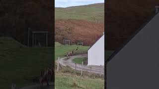 Deer in the Garden - Kilchoan - Scotland #deer #wildlife #nature #scotland