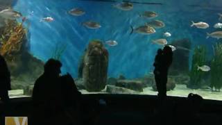 Melbourne's Yarra River: Aquarium