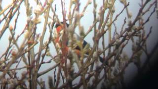 Bullfinch at lodmoor R.S.P.B 30/03/2016