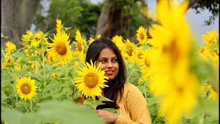 সূর্যমুখী ফুলের বাগান এখন বিনোদন পার্ক ||  Sunflower Garden