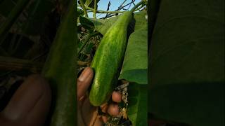 I will harvest this bottle gourd tomorrow #nature #farming #bottlegourd #shorts