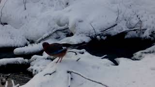 Compilation of Eurasian jay catching and eating fish