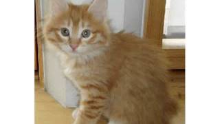 Kurilian Bobtail cat