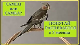 14-5 Выкормыш попугай Проша. Выбрала себе попугая. Корелла самец распевается, стучит клювом