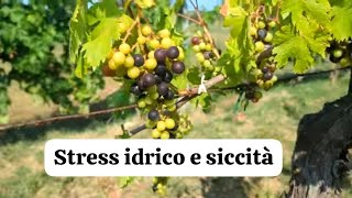 VIGNETO EFFETTI STRESS IDRICO! 5 SINTOMI CHE IL TUO VIGNETO STA SOFFRENDO LA SICCITA'!