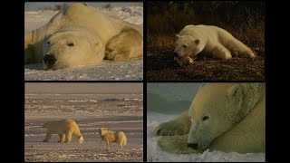 183099 Polar Bears SSTV PD120