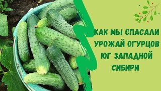 Как мы спасали урожай огурцов