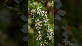 Flores do cerrado