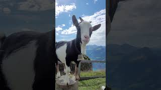 Klingenstock, Stoos 1935m, in Switzerland, little goat with beautiful view