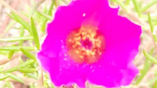 Moss Rose Portulaca grandiflora | 10 o clock plant | #shorts