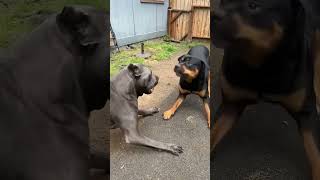 Pitbull vs Rottweiler LUTA