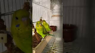 Beautiful Black Wing split Black Face For New double Black Generation #budgies #breeding #blackwing