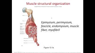 Chapter 10 The Muscular System