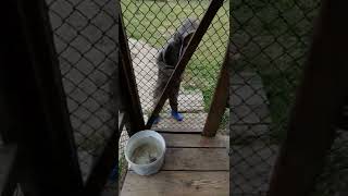 Канадский ВОЛК, ест только живую рыбу | Canis lupus floridanus eats only live fish