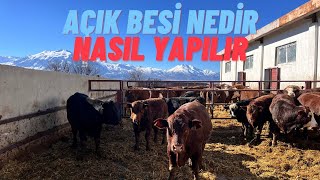 AÇIK BESİ NEDİR? NASIL YAPILIR | 200 BAŞLIK BESİ ÇİFTLİĞİ