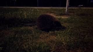 Divi eži vakara pastaigā. Two hedgehogs walking around.