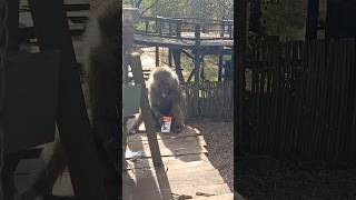 Cheeky monkey 🦥 First time trying yogurt I guess 🤔| #monkeyvideos #africa #africanwildlife #shorts