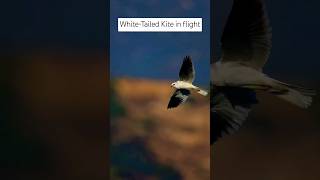 Juvenile White-Tailed Kite take off #birds #kite #whitetailedkite #slowmotion #wildlife #subscribe