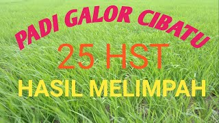 PADI CIBATU USIA 25 HST