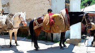 Unspoiled rural life in the mountains of Iran - the quietest rural life in the rain and fog