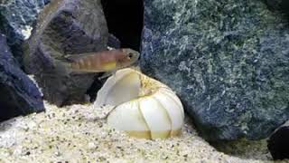 Lake tanganyikan cichlids. Lamprologus brevis sunspot spawning in 75g community tank.