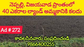 40 Acres Land For Sale in Vijayawada, Neppalli | నెప్పాలి | | Amaravathi | | 9866400255