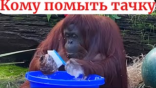 Кому помыть тачку | Приколы | Юмор | Ржач