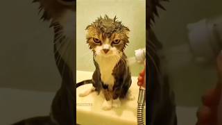 Funny Animals 2023 😂 - Funniest Cats and Dogs video 🐱 🐶 #shorts