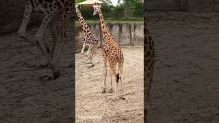 beautiful giraffes, soo amazing #short #viral