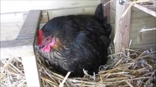 La Gallina Negra poniendo un huevo 30-  01 - 2017