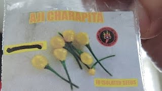 Aji Charapita Seeds Are Back