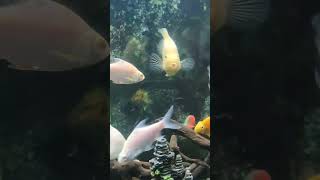 Colorful Fishes in Tank | Meen Thotti shorts | Kiki's Time #shorts