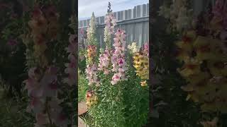 #shorts #flowers #garden Colourful Snapdragons