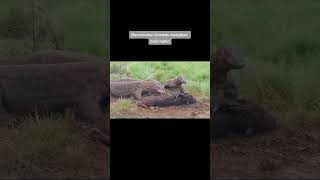 OMG😱 4 Komodo dragons are eating wild boar#animal #wildlife #hunting #trending #viral #shorts