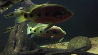 WC Hemichromis Fasciatus fry update 09032016