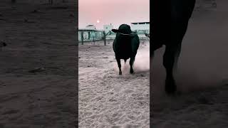 Angus 🔥 Giant #cattle #cowvideos #youtubeshorts #brahman #cows #livestock #ytshorts #viral #karachi