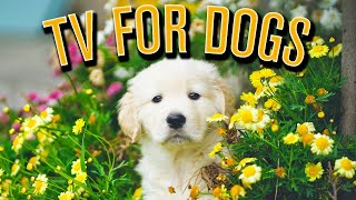 Videos for Dogs to Watch - Dog TV Videos with Birds for Separation Anxiety!