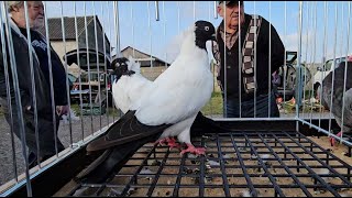 ZWOLEŃ Gołębie pigeons targ Andrzej W. 01.09.2024 cz.5/5💥Gołębie jasne i wyszwance Andrzeja Radom💥