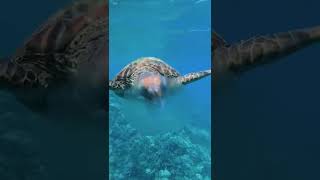 Turtle having a snack! #turtle #food #cuisine #jelly #sea #shorts