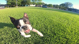 Daily Walk Without a Leash! Whistle, Poop Commands 🐕💩 One of the Last Vlogs in the USA!