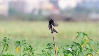 Black Drongo 2 @ Korattur Lake