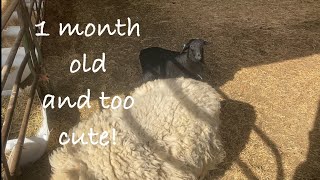 My little lamb is a month old already! Vlog 632